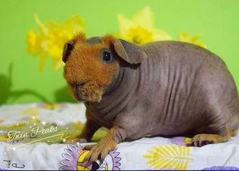 Świnka morska, świnka skinny. Rodowód, Hodowla.