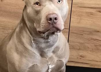 American Bully XL Lilak śliczny