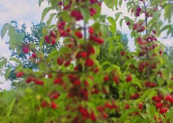 Dereń jadalny owoce mrożone