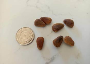 Sosna Coultera NASIONA UNIKAT !!