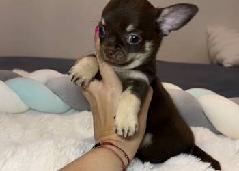 Chihuahua długowłosy piesek choco tan badania DNA rodowód