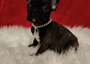 Buldog francuski z genem blue