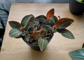 Ludisia discolor Hemaria ludisja storczyk jewel orchid kolekcjonerski
