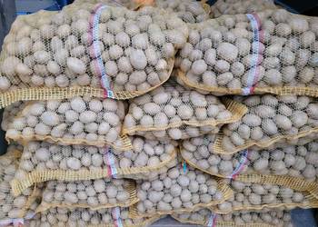 Ziemniaki lilly,Denar, jelly ,corina