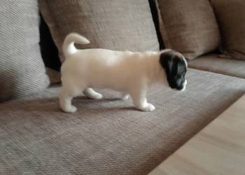 Jack Russell Terrier FCI ZKwP Wroclaw