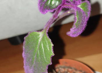 Ginura pomarańczowa, gynura aurantiaca, piękne fioletowe liście