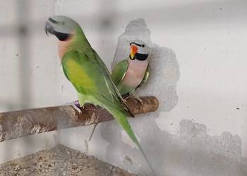 Para Aleksandret różowopiersne