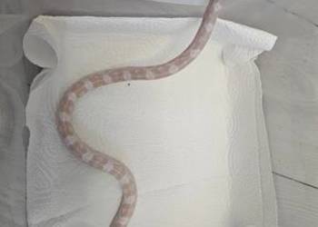 Waz zbozowy snow samiec 2025