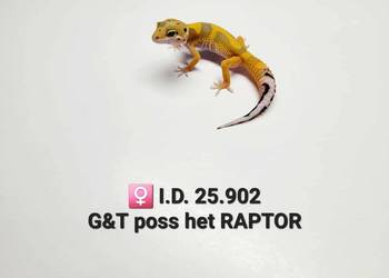 Gekony lamparcie