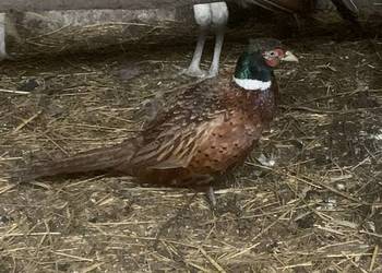 bażant zwyczajny sprzedam