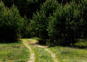 Działka Nowe Borsuki 3019 metrów