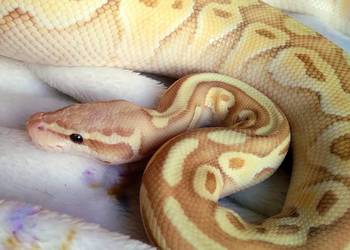 Wąż pyton królewski Python regius Banana Lesser Pastel 66% Clown GS SAMICA
