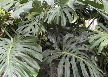 ? OGROMNA MONSTERA DELICIOSA ok. 3 m – kwitnąca i owocująca ?