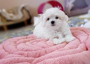 Maltańczyk szczenię suczka