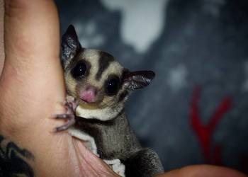 Lotopałanka karłowata, lotopałanki Samiczka