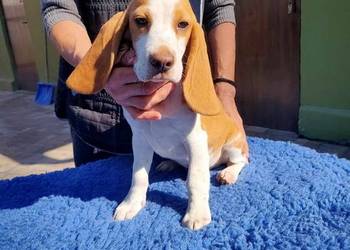 beagle ZKwP