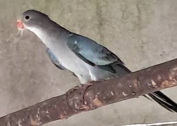 Księżniczki Walii Parka, Niebieskie