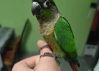 Ręcznie karmione Rudosrerka zielonolica