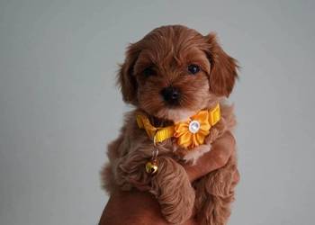 Suczka Maltipoo