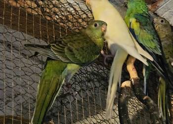 Sprzedam świergotki !!! Sprzedam świergotki !!!