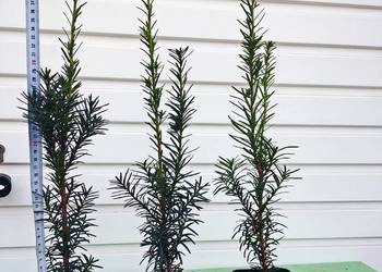 Cis pośredni 'Hicksii' 40 cm w pojemnikach