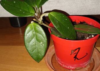 Hoya, hoja nr 2, roślina rosnąca