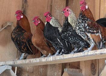 Sprzedam kogutki karzełki łapciate