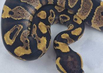 Wąż pyton królewski, python regius samica