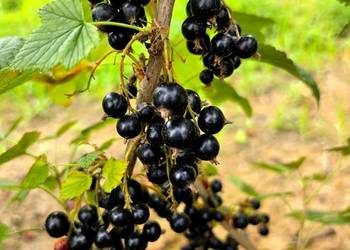 Witam, Mam Do Sprzedania Zrywaną Ręcznie CZARNA I CZERWONĄ PORZECZKĘ