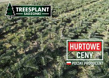 Jodła Kaukaska 2/2,5 20-30cm szkókowana świerk srebrny