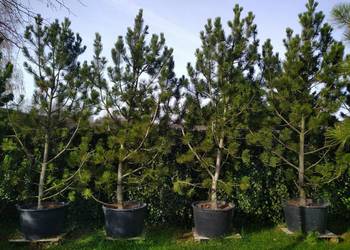 Sosna bośniacka 3,5 - 4m w donicy 160l