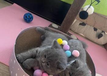 Kot,kotka brytyjska kròtkowłosa