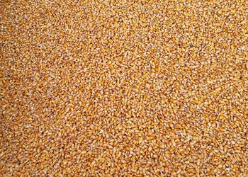 Kukurydza mokra 22 procent