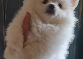 Pomeranian szpic miniaturowy szczeniaki suczki kremowe piesek orange PIĘKNE