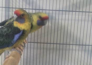 Rozella kaledońska samica