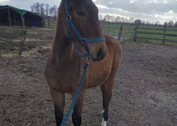 Klacz omega 6 miesięcy potencjał  skokowy