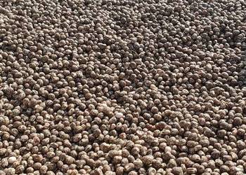 łubin niebieski gorzki wąskolistny zbiór 2025,nie dosuszany,4 t