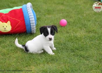 Szczenię Jack Russell Terrier LATO 2026 ZKwP FCI