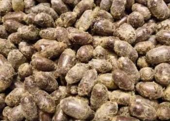 Kokony pszczoły murarki + 10% gratis