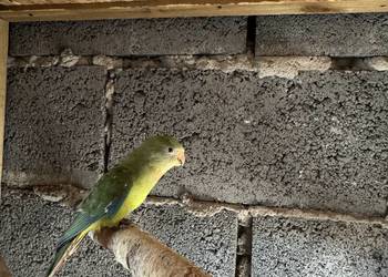 papugi barabandy samce