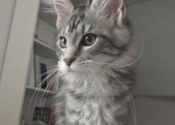 Kotka Maine Coon rodowód FPL Kotka Maine Coon rodowód FPL