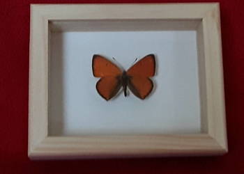 Motyl w ramce 8x10 cm . Lycaena dispar 35 mm .
