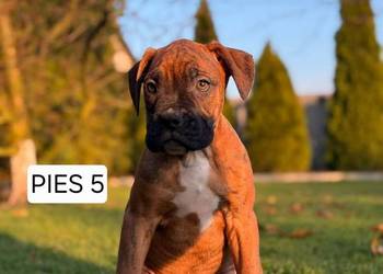 Szczeniaki Bokser - Ostatni Piesek