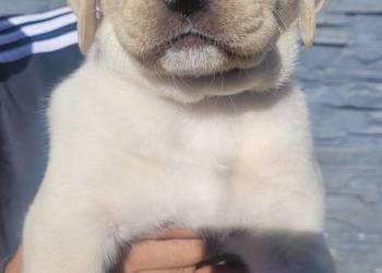 Szczeniak labrador