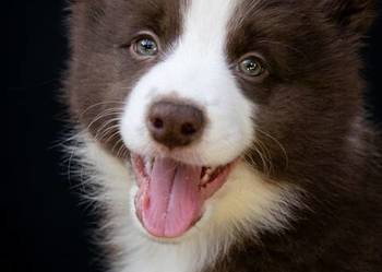 Suczka border collie FCI / ZKwP czekoladka