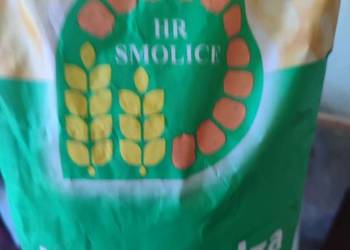 Sprzedam kukurydzę HR SMOLICE