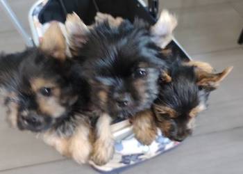 York terrier