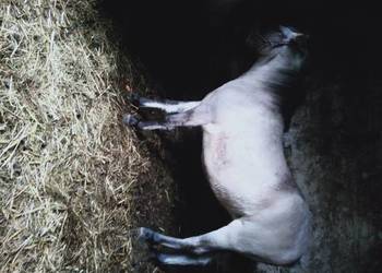 sprzedam KONIKI POLSKIE KLACZE