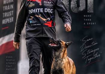 Owczarek Belgijski Malinois FCI/ZKWP