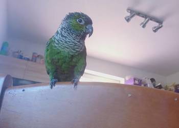 Rudosterka rupicola oswojony